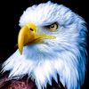 pakhtion.com