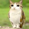 _meowl_x0