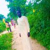 k.k.b.mankourou