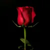 rose4040040