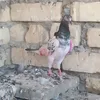 jsu.zhdh.hvshcs