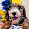 oasis.bernedoodles