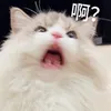 🍥 小宝 🧸