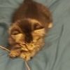 billi33ilishaqa