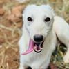 Toniz Dog Shelter