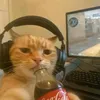 meowsz5