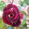 mustafaafridikhanafridi1
