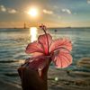 dana_85md