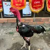 ganoi_vietnam