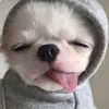 ccbichh