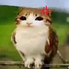 tvikki1