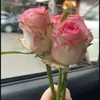 hayatelbakali