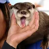 ottermcutie