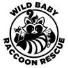 Wild Baby Raccoon Rescue