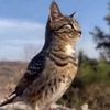 ballinmeowl6741