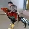 s0uzz_lbg