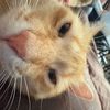 critter_gritter
