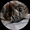 pusheen_lover8