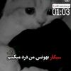 user8167221276008