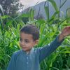 awais38254