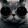 funnycat669