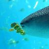 whalesharkedits