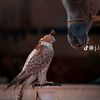 mll.saad8
