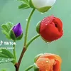 watanjan122