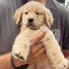 teddy.thegoldenboyy
