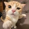 allyshiaboo