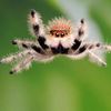 spooder707