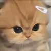 maybtbomlaaikhong