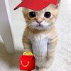 i.like.cats60