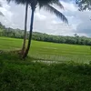 bossjericmadulid2