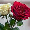 md.sameul471