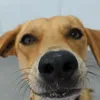 oliviatheshedog