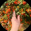 kcha.shar7
