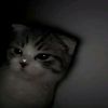my_tipe577