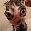 chauubaoo6