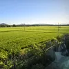 jincheng.li17