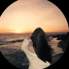 jciskckd7