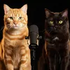 TheWhiskerPodcast