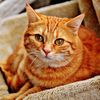 joycats88