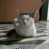 arip.pall