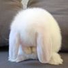 bunnyyy🐰