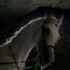 raneem.jabber