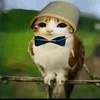 meowl.37