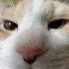 sumirexzc0