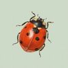 misslittleladybug