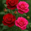 user54070787187546